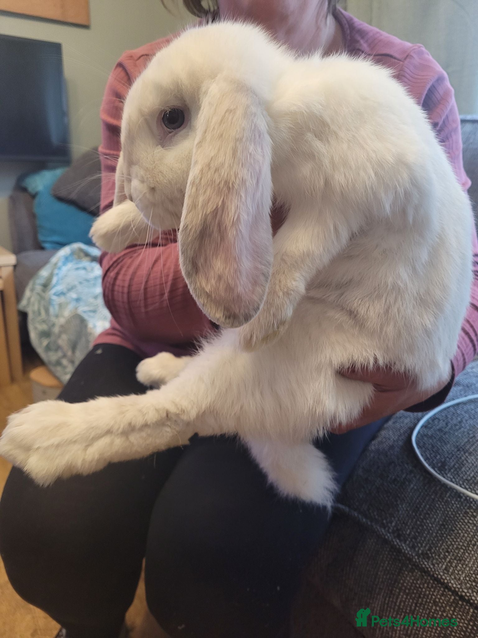 French Lop rabbits Pure Bred French Lop babies - Advert 2