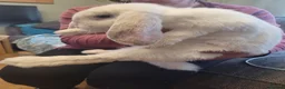 French Lop rabbits for sale: Pure Bred French Lop babies - Advert 2