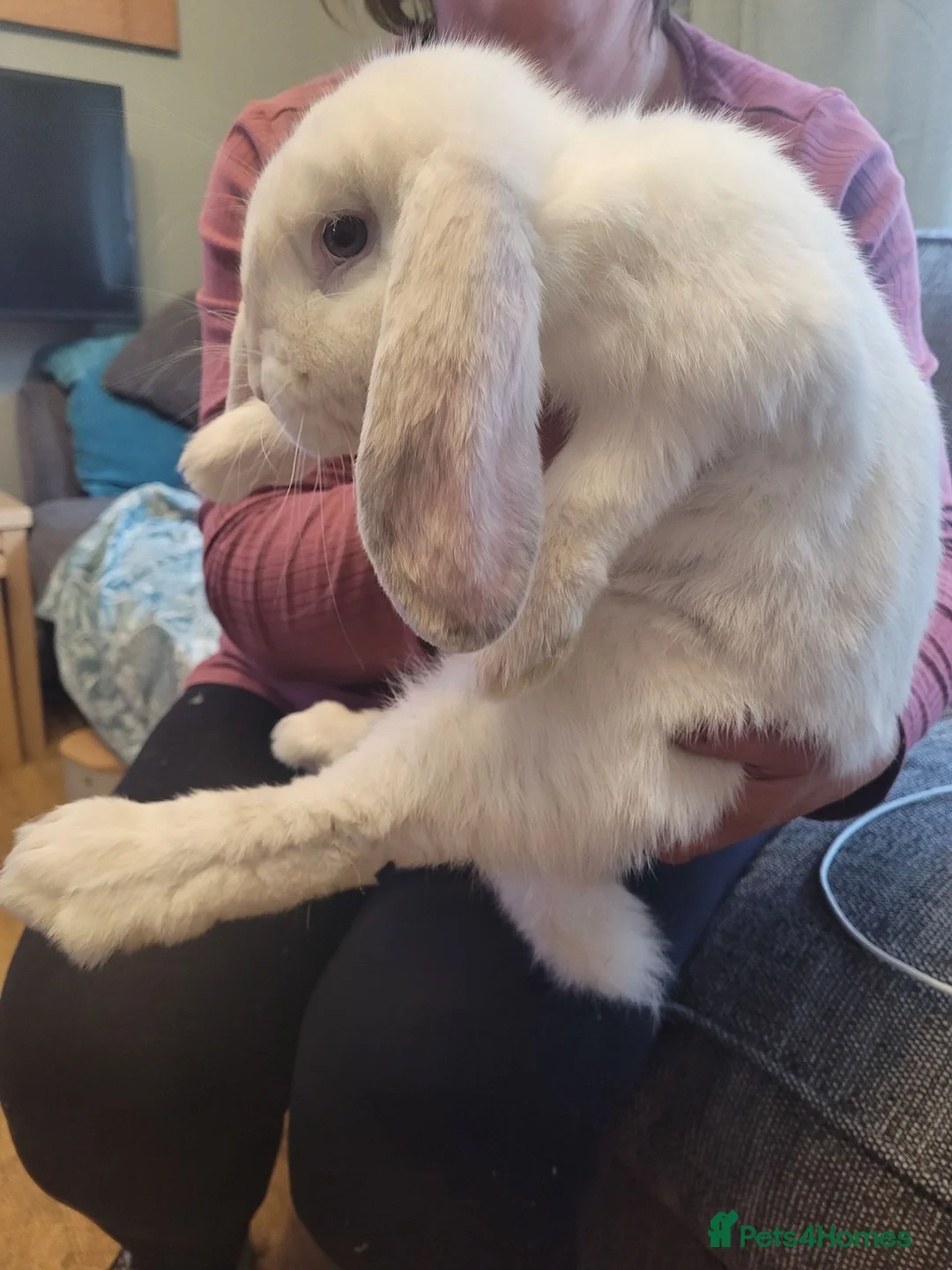 French Lop rabbits for sale: Pure Bred French Lop babies - Advert 2