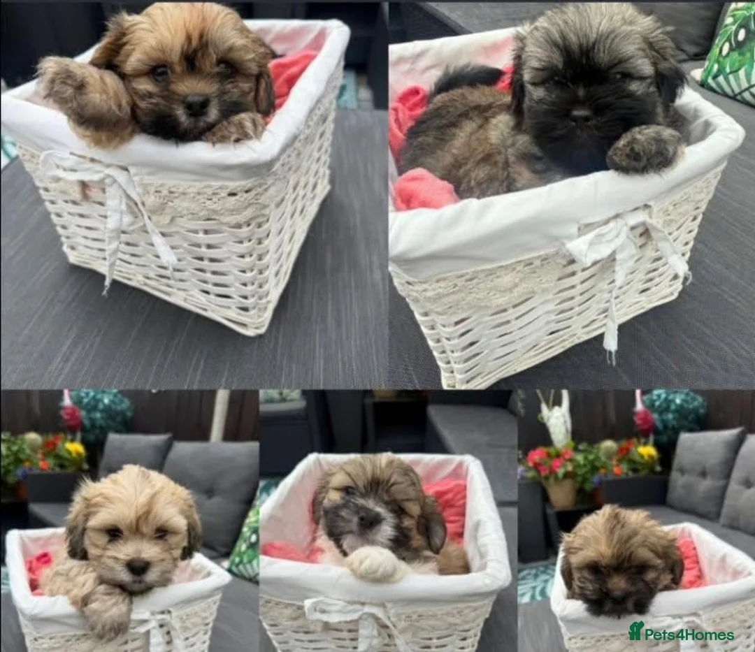 Shih Tzu dogs for stud: Shitzu cross available for stud - Advert 6