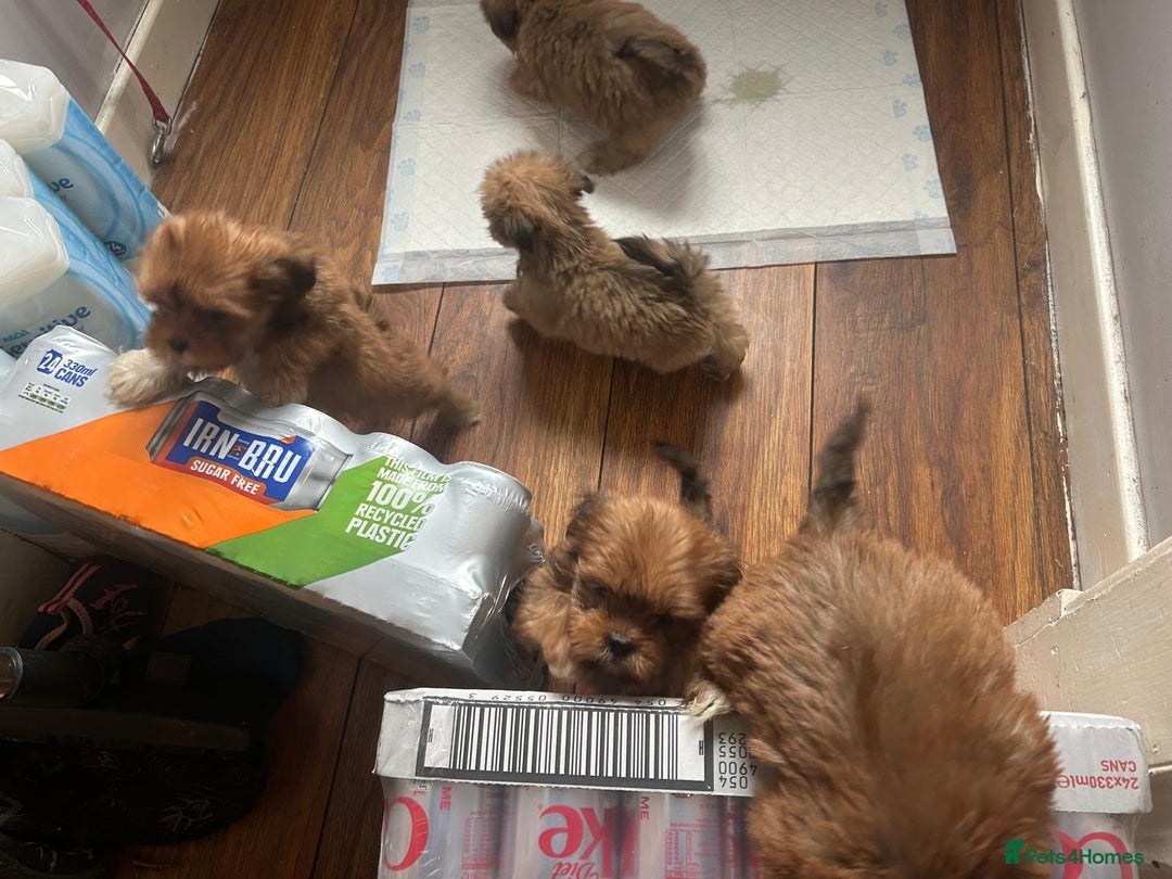 Lhasa Apso dogs for sale: Red and tan Lhasa apso puppies  - Image 14