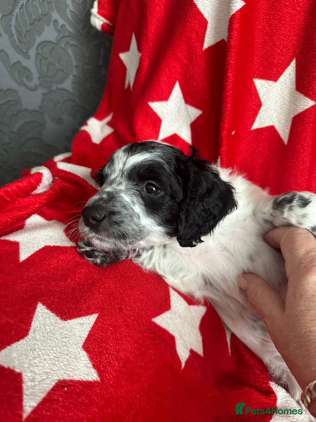 Cockapoo dogs for sale: 7 beautiful cockatoo puppies  - Image 2