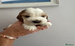 Cocker Spaniel dogs for sale: KC reg Cocker Spaniel Puppies, council licensed  - Image 13