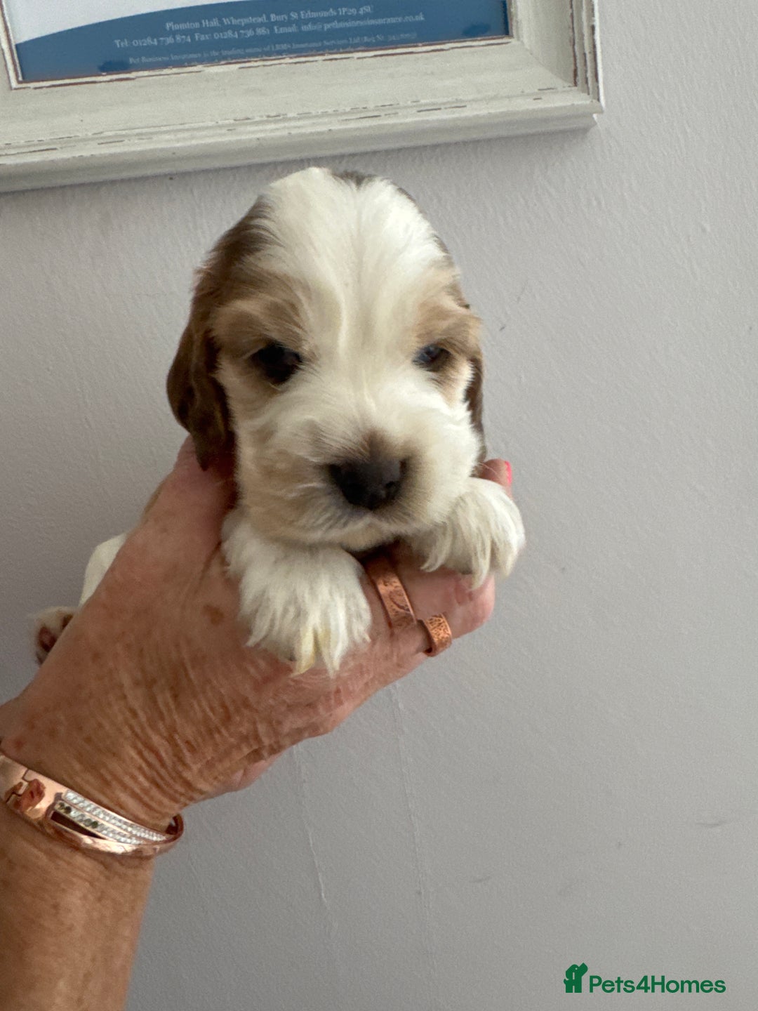Cocker Spaniel dogs for sale: KC reg Cocker Spaniel Puppies, council licensed  - Image 13
