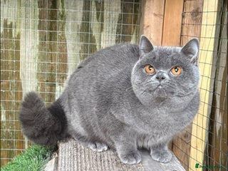 British Shorthair cats Blue girl available - Advert 1