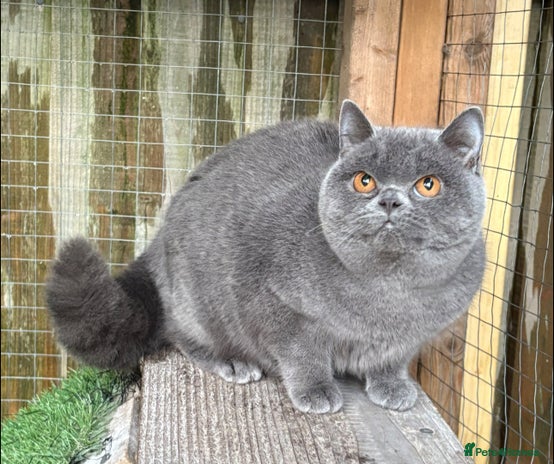 British Shorthair cats Blue girl available - Advert 4
