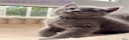 British Shorthair cats for sale: British Shorthair Blue Kittens  - Advert 6