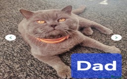 Mixed Breed cats for sale: Last girl left  - Image 4