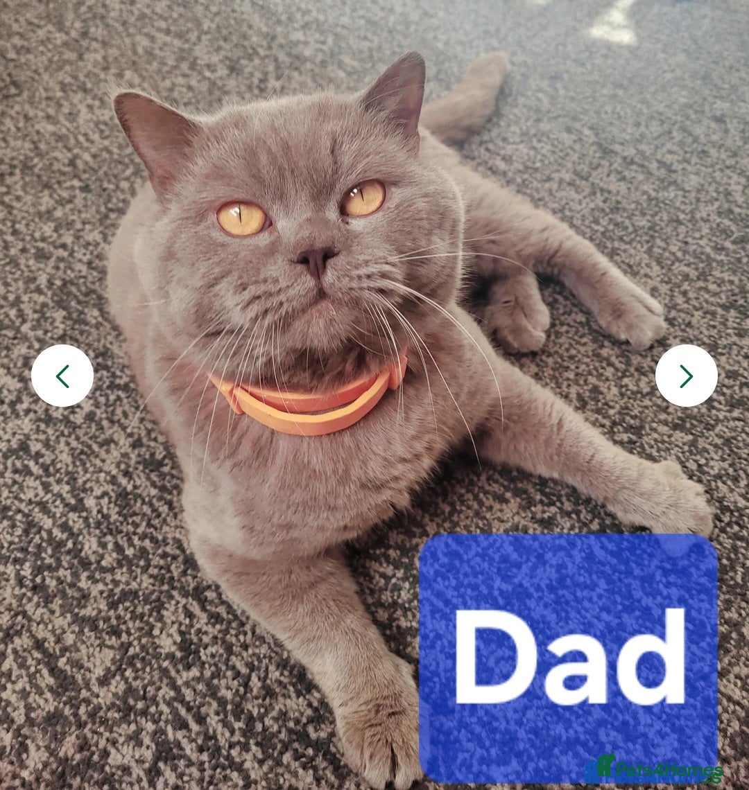 Mixed Breed cats for sale: Last girl left  - Image 4