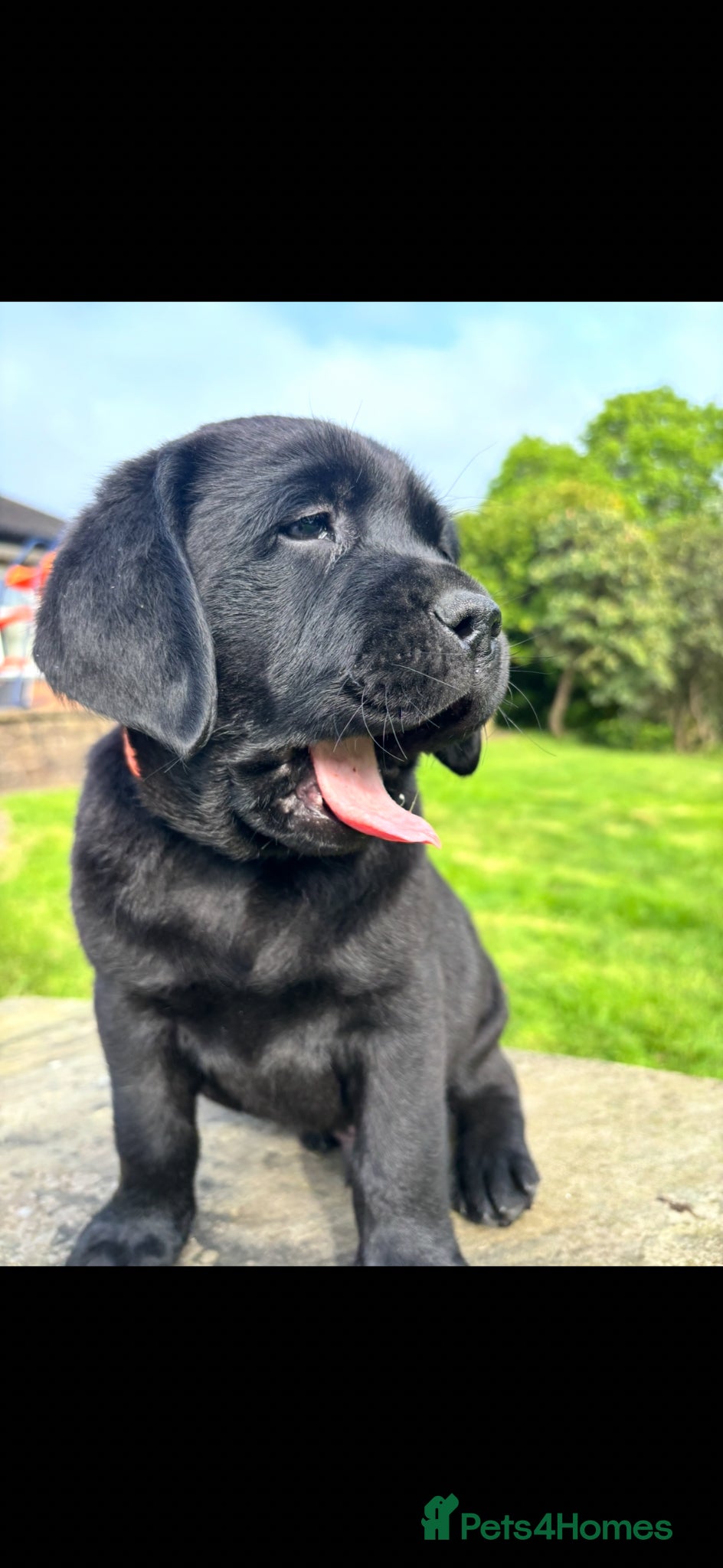 Labrador Retriever dogs True Show Line Chunky Labrador Puppies  - Advert 13