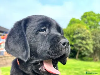 Labrador Retriever dogs True Show Line Chunky Labrador Puppies - Advert 13
