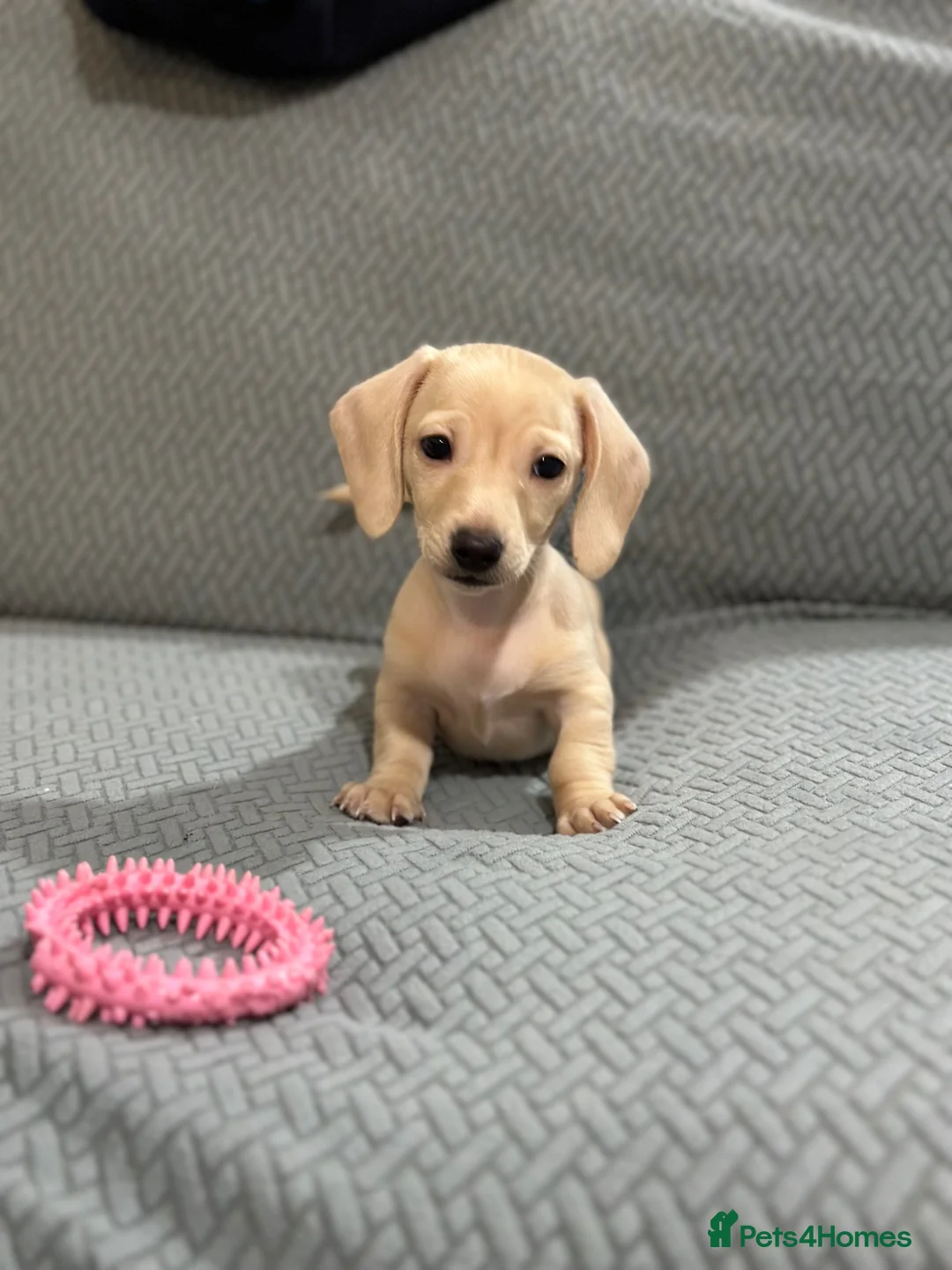 Miniature Dachshund dogs for sale: Miniatures dachshunds - Advert 2