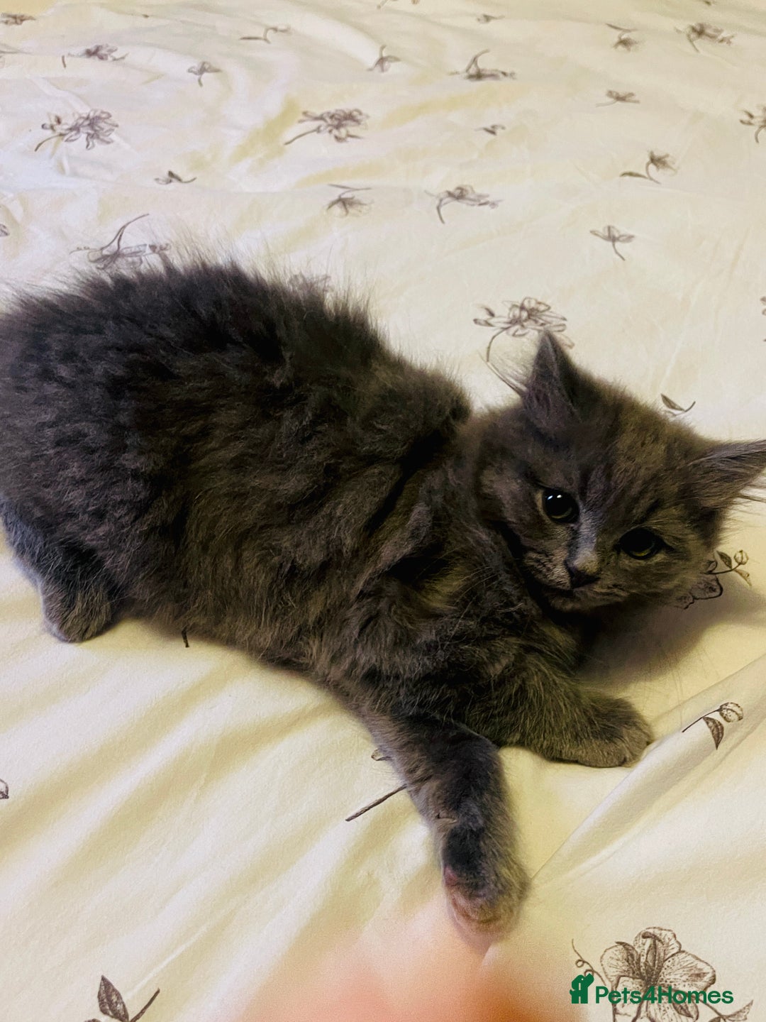 British Shorthair cats for sale: 🌟Gorgeous Male British Shorthair Kitten 🌟 - Advert 5