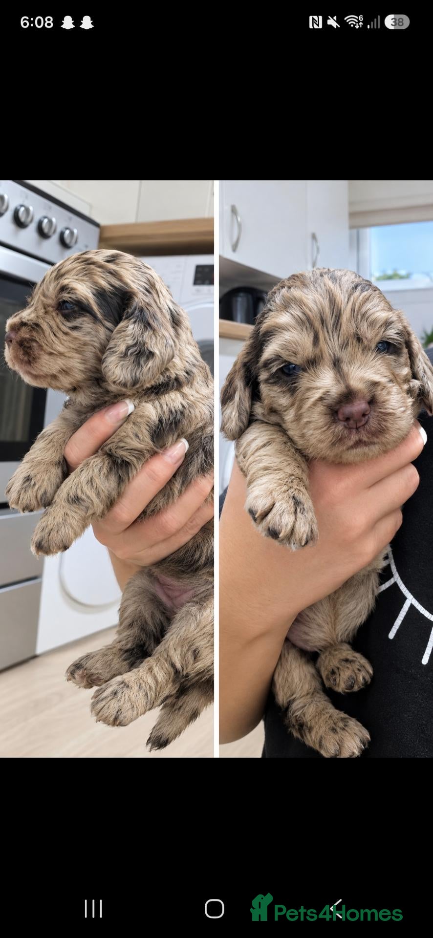 Cockapoo dogs for sale: Cockapoo pups  - Advert 1