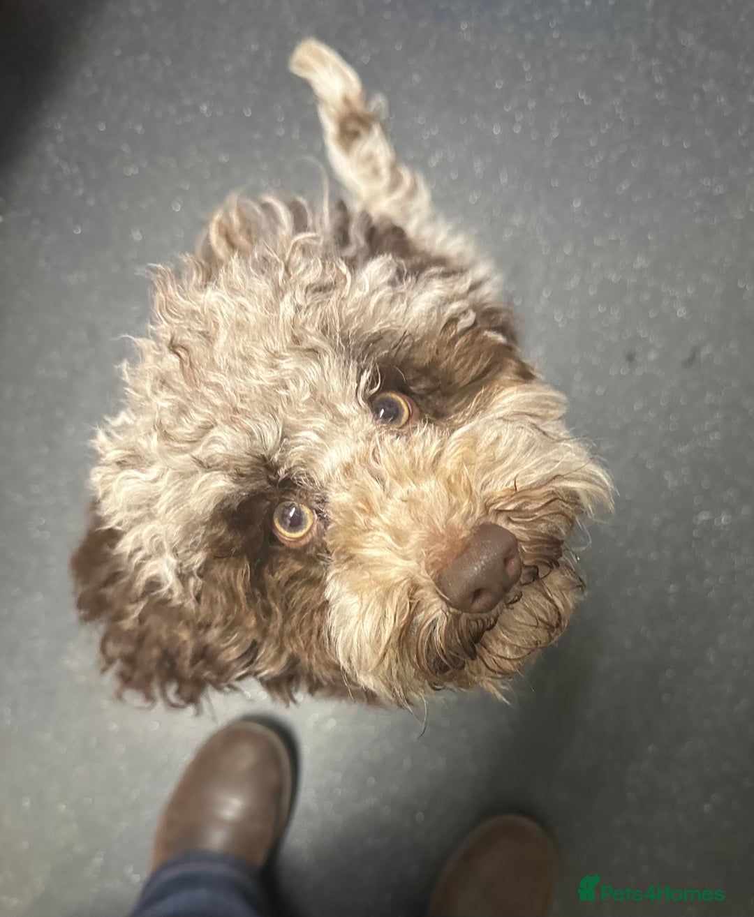 Maltipoo dogs for sale: Adorable F1B Merle** Maltipoo Puppies for sale - Image 19