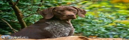 German Shorthaired Pointer dogs for stud: Jasper AKA Swallow of the north in Chesterfield - Advert 6