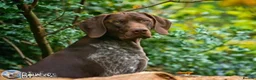 German Shorthaired Pointer dogs for stud: Jasper AKA Swallow of the north - Advert 6