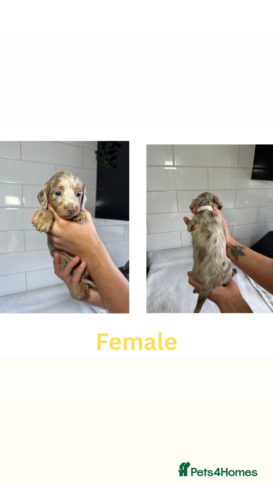 Dachshund dogs for sale: Adorable Dachshund Puppies for sale - Image 4
