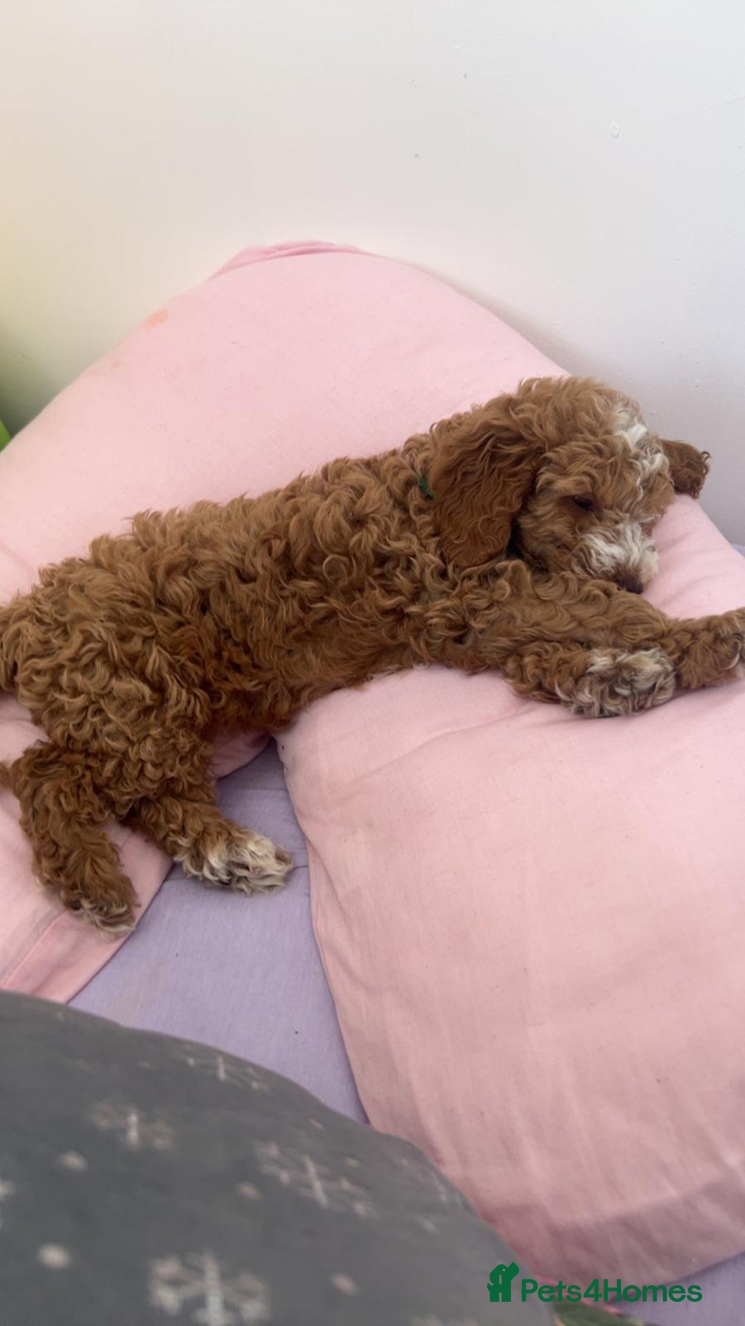 Cockapoo dogs for sale: Cockerpoo 8 months boy - Image 3