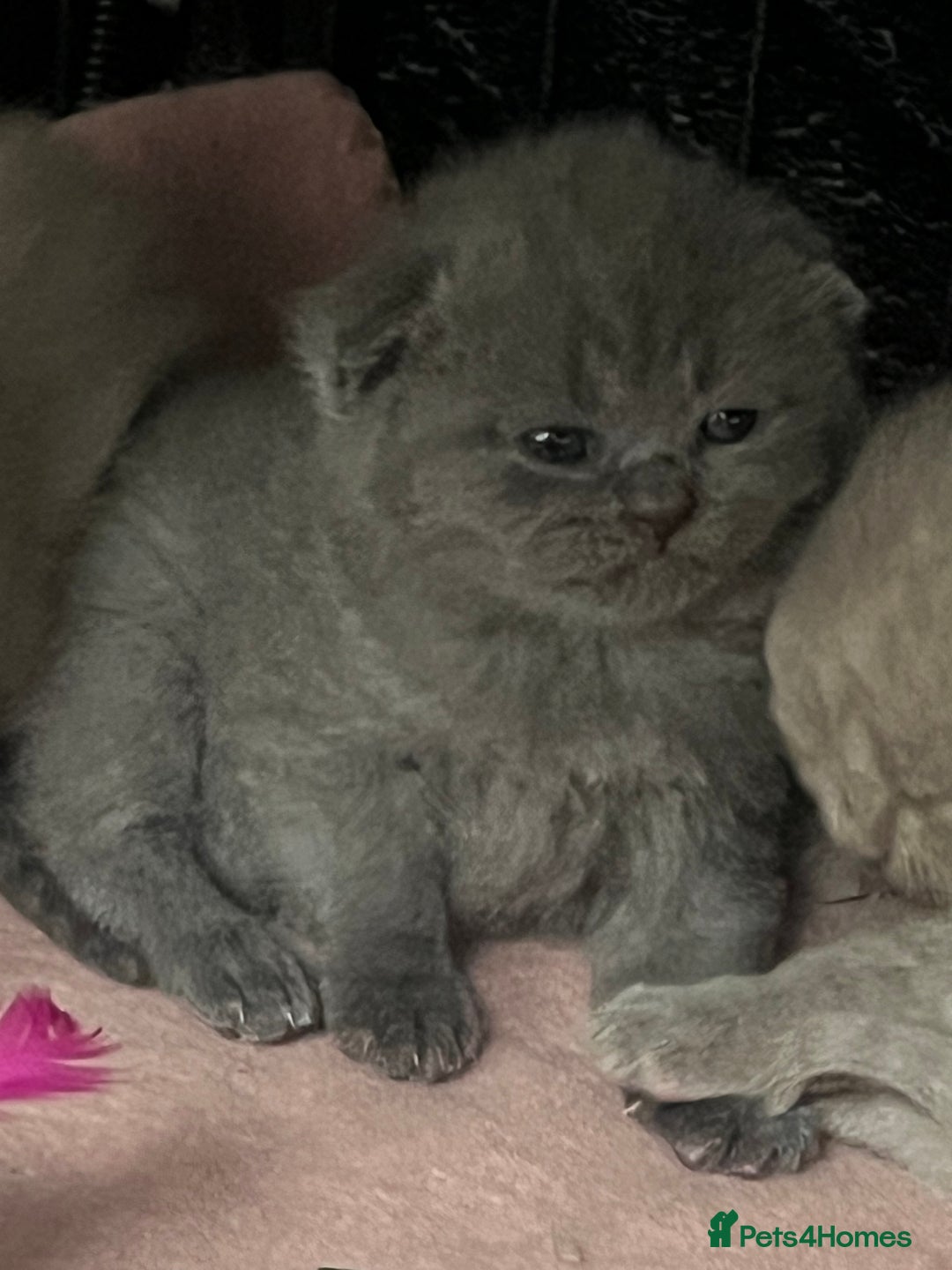 Scottish Fold cats for sale: Scottish fold and Scottish straight kittens!  - Advert 2