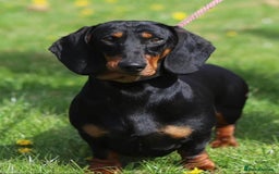 Dachshund dogs for sale: Standard Dachshund show quality puppies  - Image 5