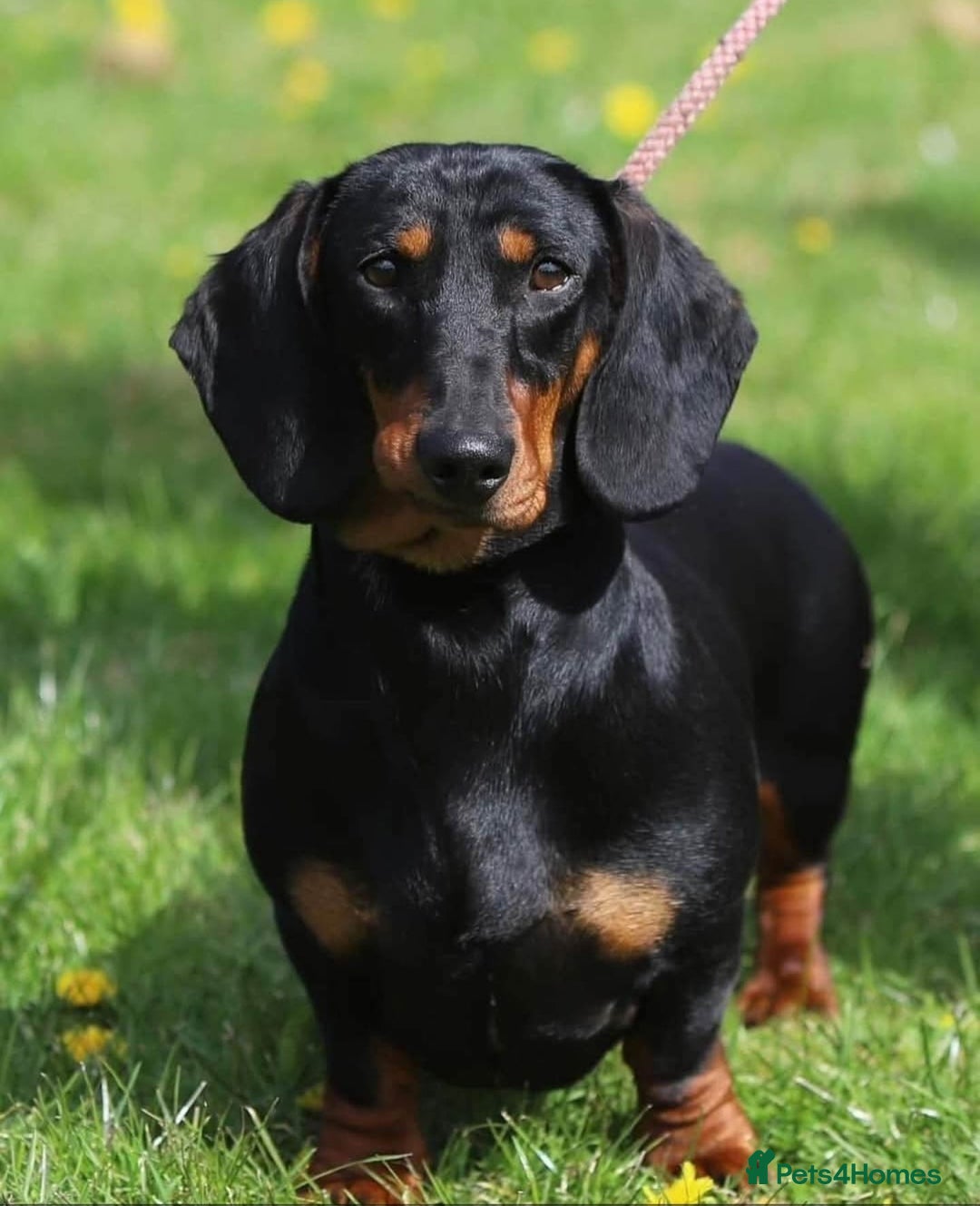 Dachshund dogs for sale: Standard Dachshund show quality puppies  - Image 5