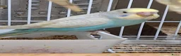 Budgerigars birds for sale: Budgies for sale Birmingham  - Advert 8