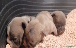 French Bulldog dogs for sale: Blue merle fawn genes - Image 8