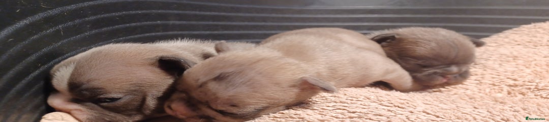 French Bulldog Puppy 2