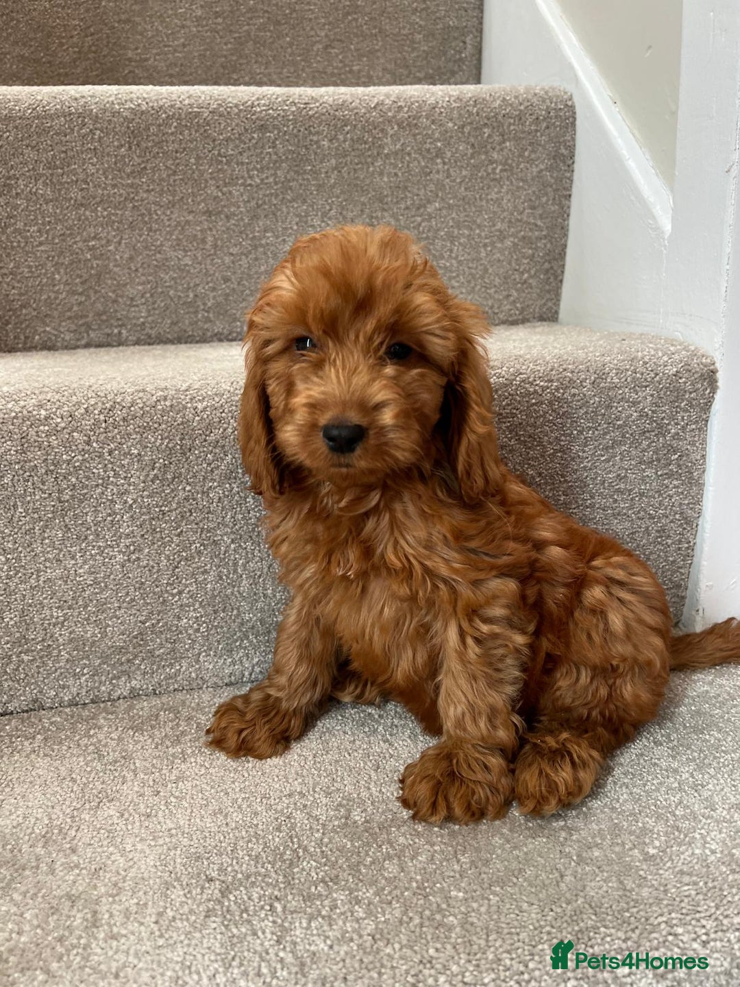 Cockapoo dogs for sale: Cockapoo Puppies Ready Now  - Advert 9