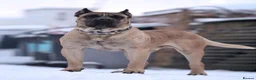 Presa Canario dogs for sale: Purebred Presa canario puppies for sale  - Advert 8