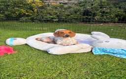 Miniature Dachshund dogs for sale: Pure Piebald Miniature Dachshunds Champion Lines - Image 10