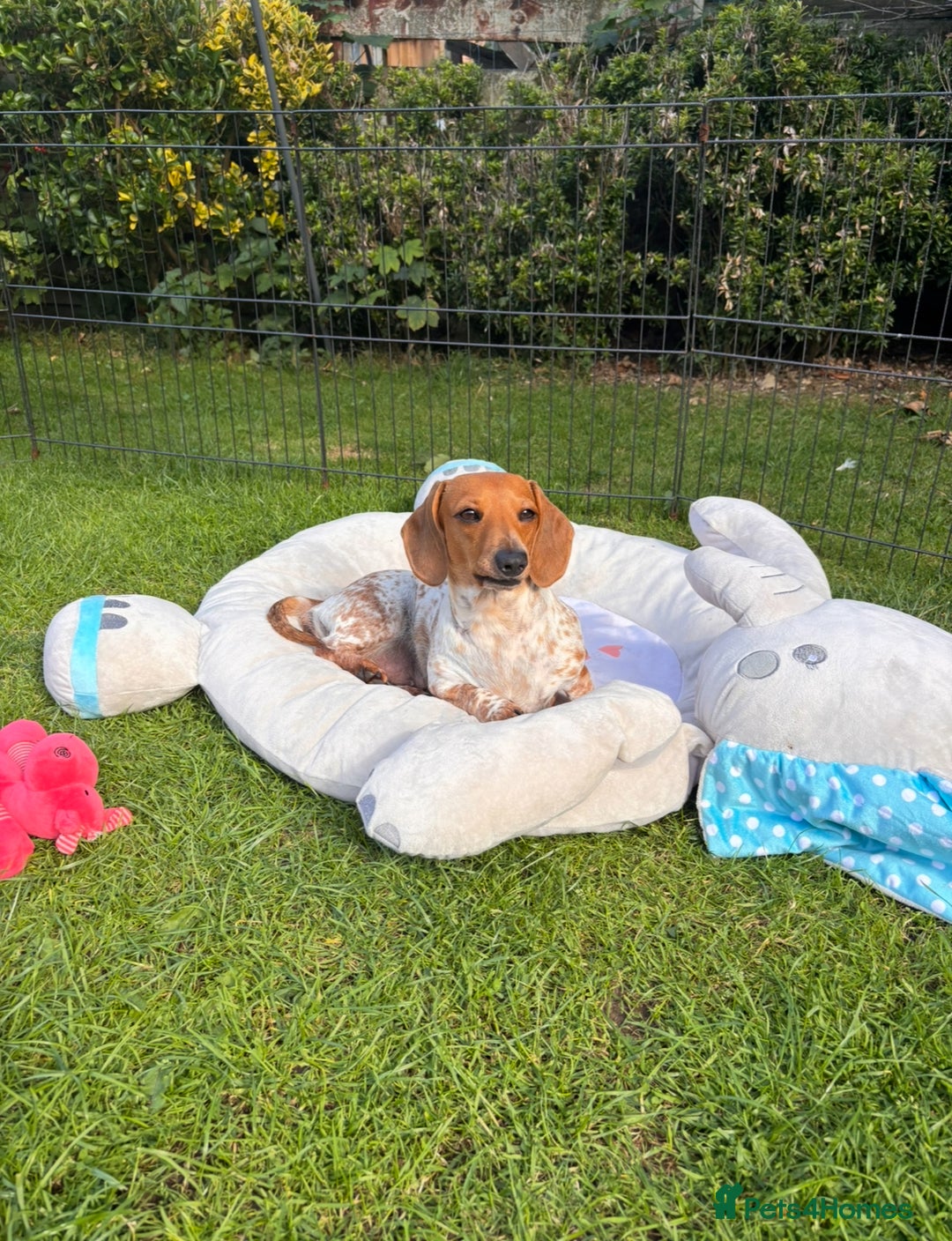 Miniature Dachshund dogs for sale: Pure Piebald Miniature Dachshunds Champion Lines - Image 10