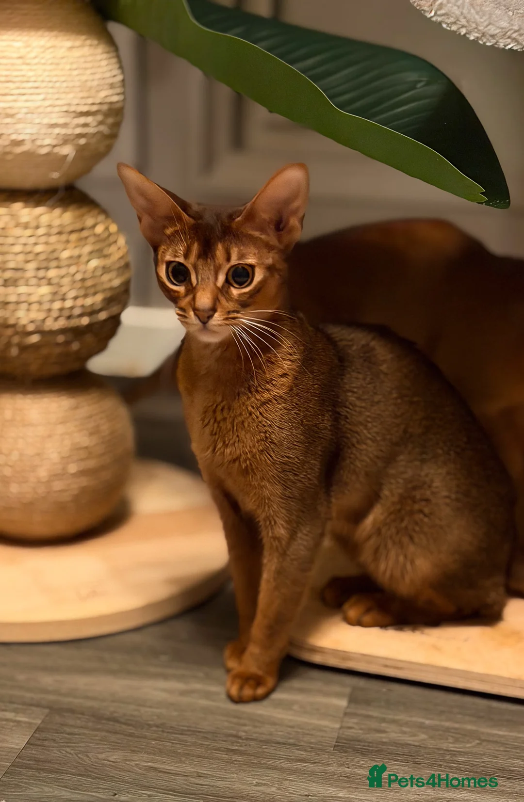 Abyssinian cats for sale: Champion Line Pedigree Abyssinian Kittens  - Advert 9