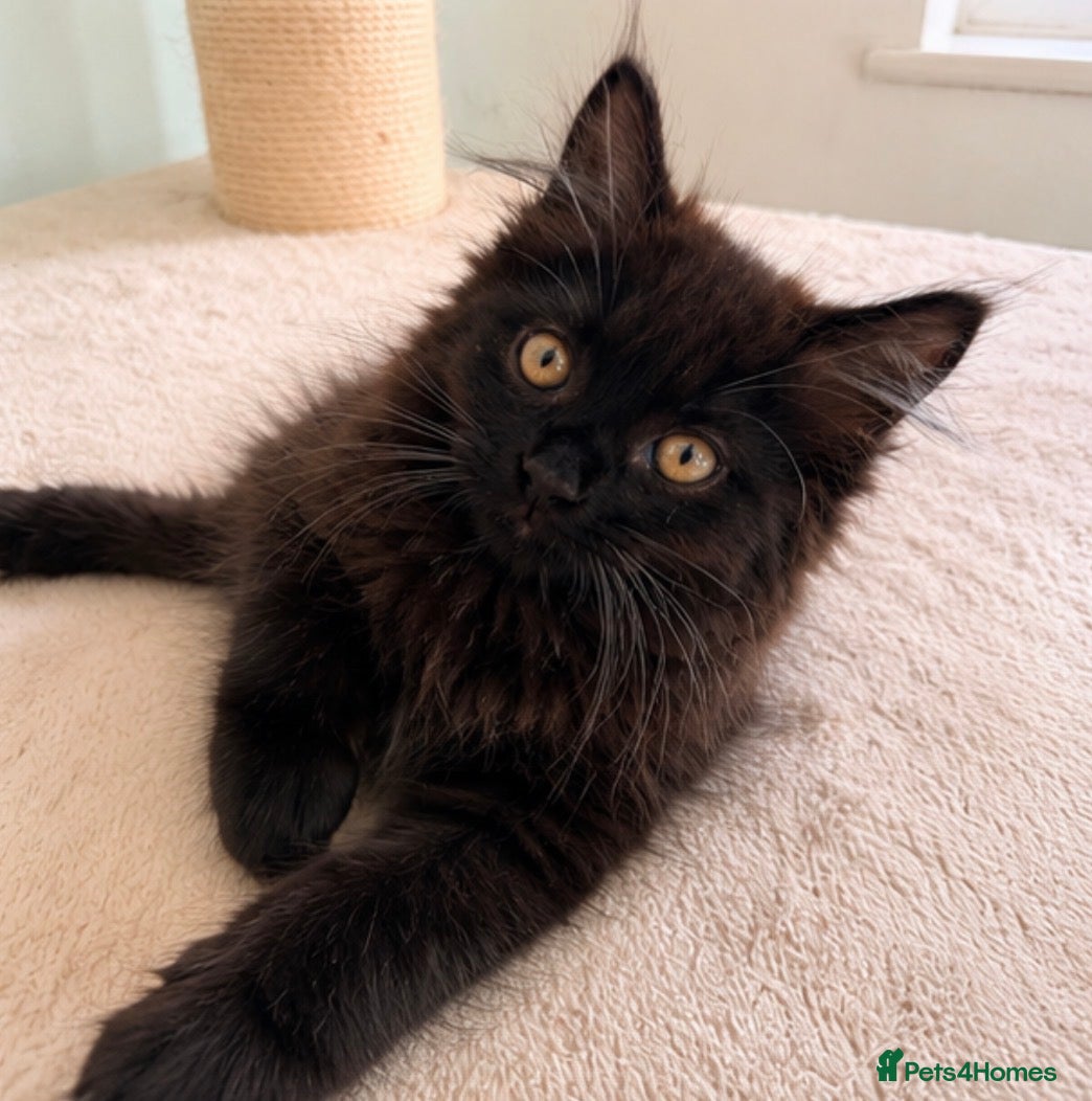 Maine Coon cats Beautiful Maine Coon Kittens - Advert 11