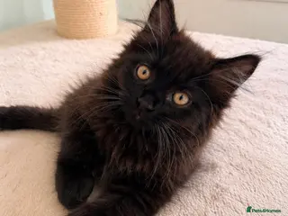 Maine Coon cats Beautiful Maine Coon Kittens - Advert 11