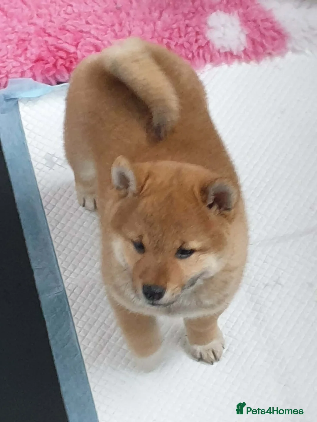 Japanese Shiba Inu dogs for sale: Japanese shiba inu puppies  - Advert 5