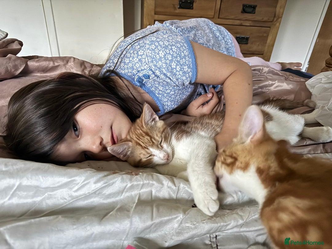 British Shorthair cats for sale: Two gorgeous ginger boys to go together  - Advert 7