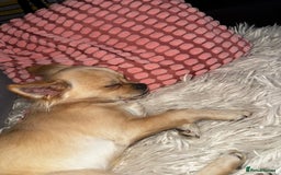 Chihuahua dogs for sale: Coco looking for home - Image 12