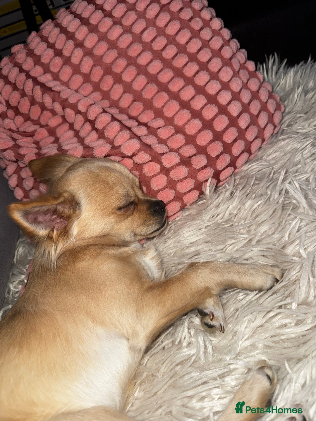 Chihuahua dogs for sale: Coco looking for home - Image 12