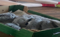 British Shorthair cats for sale: Full British blue shorthair  - Image 7