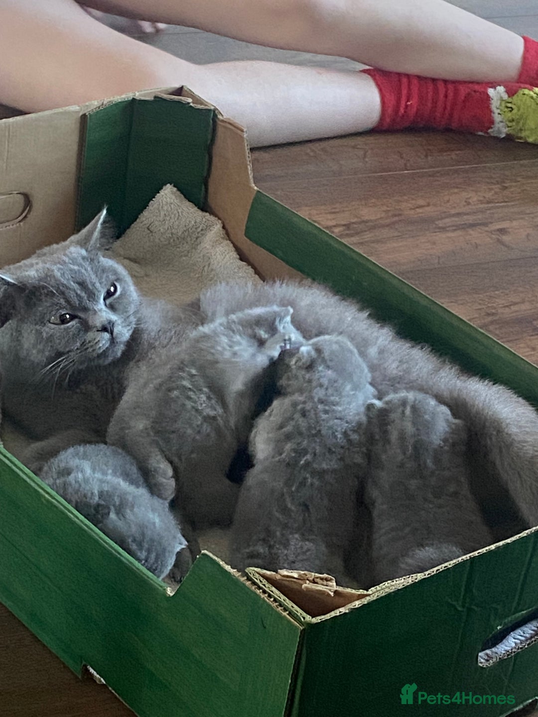 British Shorthair cats for sale: Full British blue shorthair  - Image 7