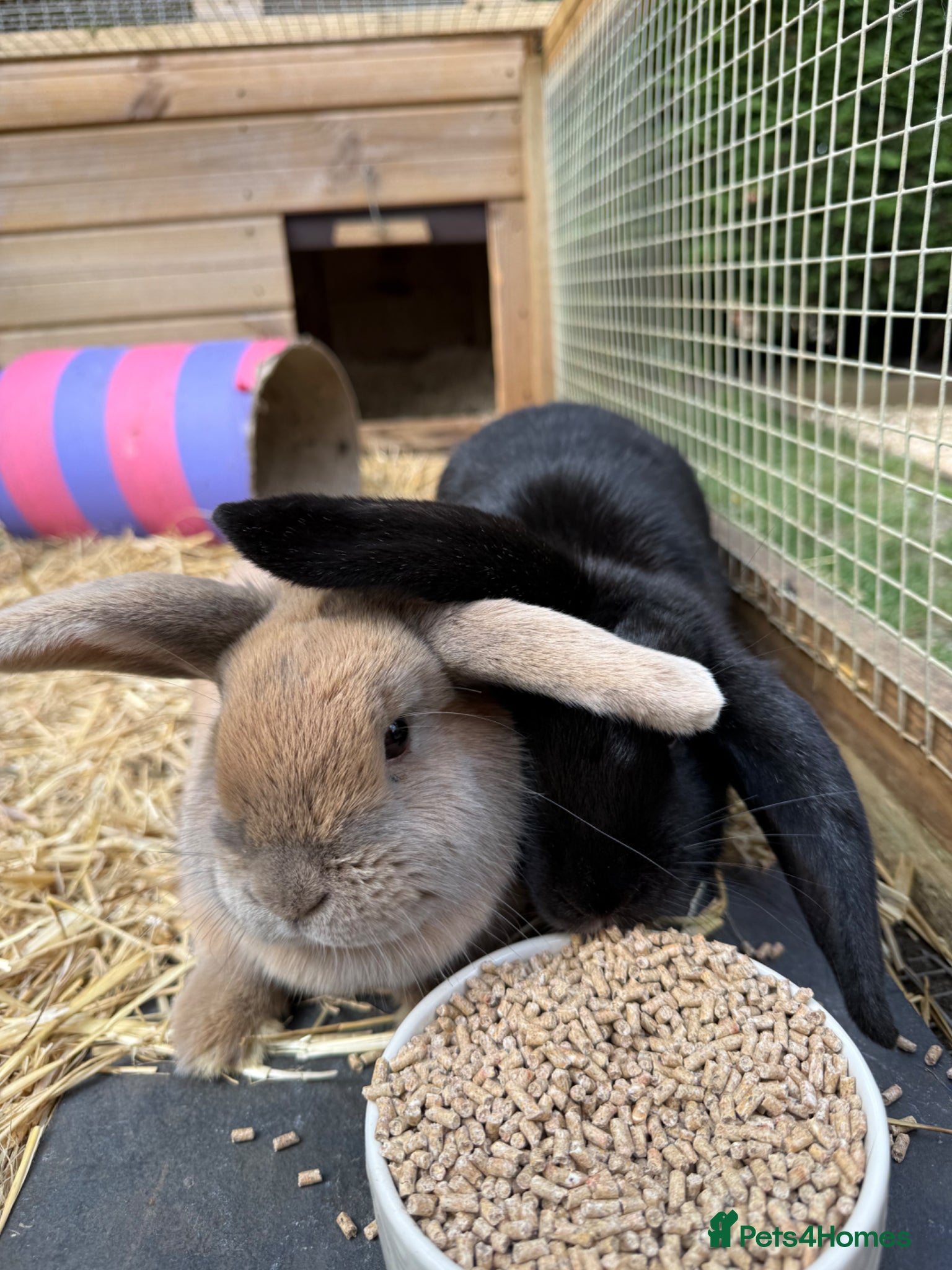 Mini Lop rabbits 2 girl bunnies for sale! - Advert 2