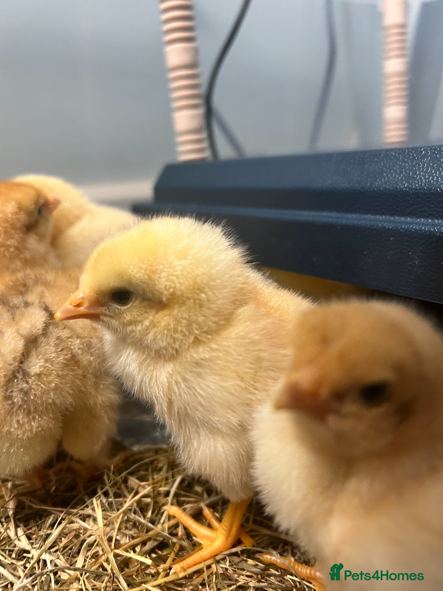 Chickens poultry brahma X Warren chicks  - Advert 11