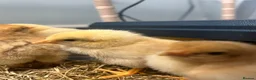 Chickens poultry for sale: brahma X Warren chicks  - Advert 1