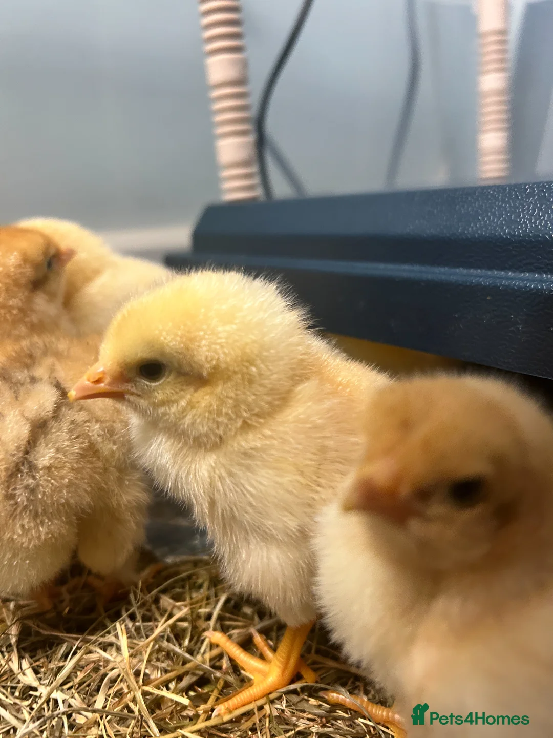 Chickens poultry for sale: brahma X Warren chicks  - Advert 1