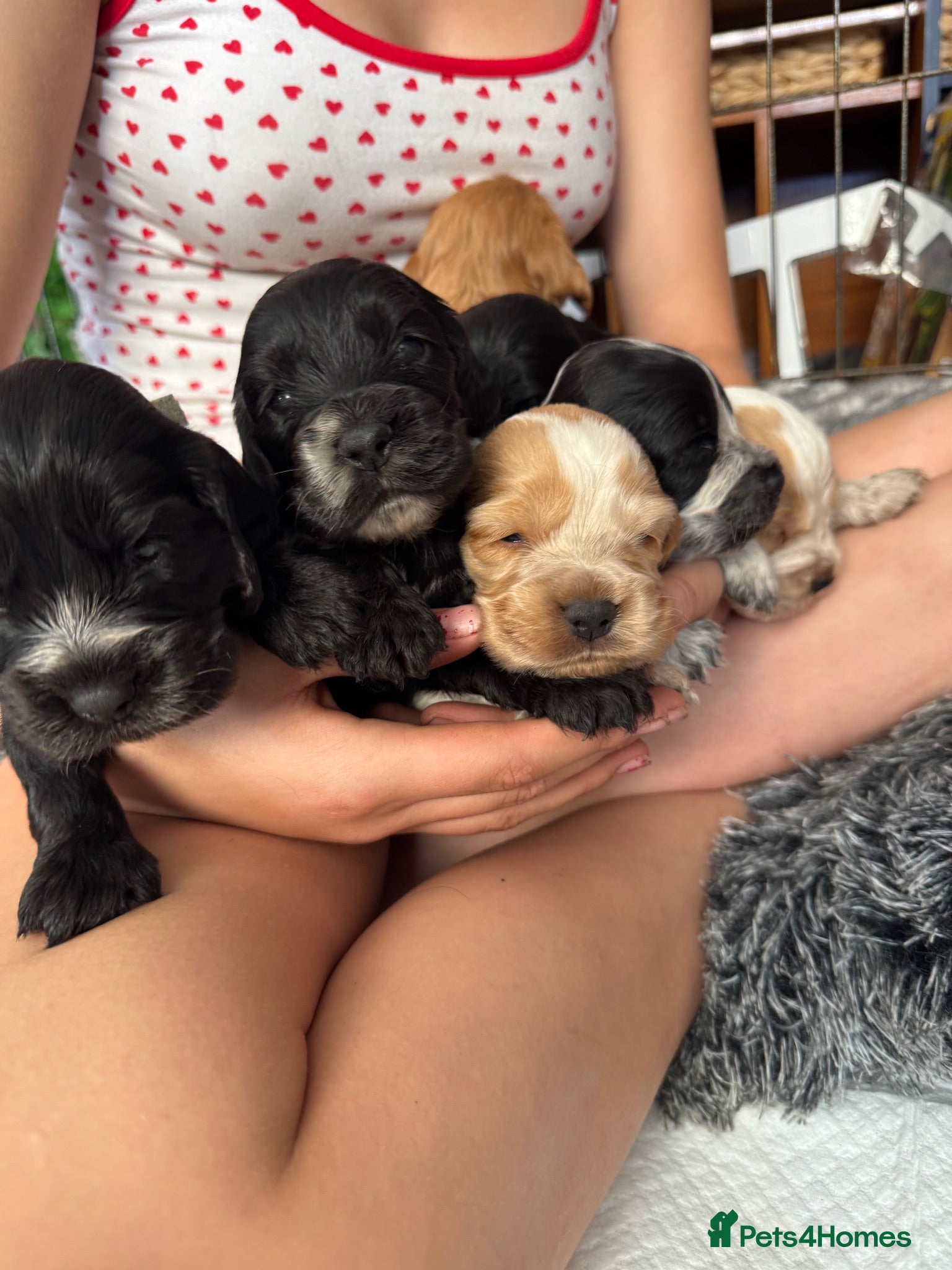 Cocker Spaniel dogs 🧬Beautiful Show Type Cocker Spaniel Puppies🧬 - Advert 1