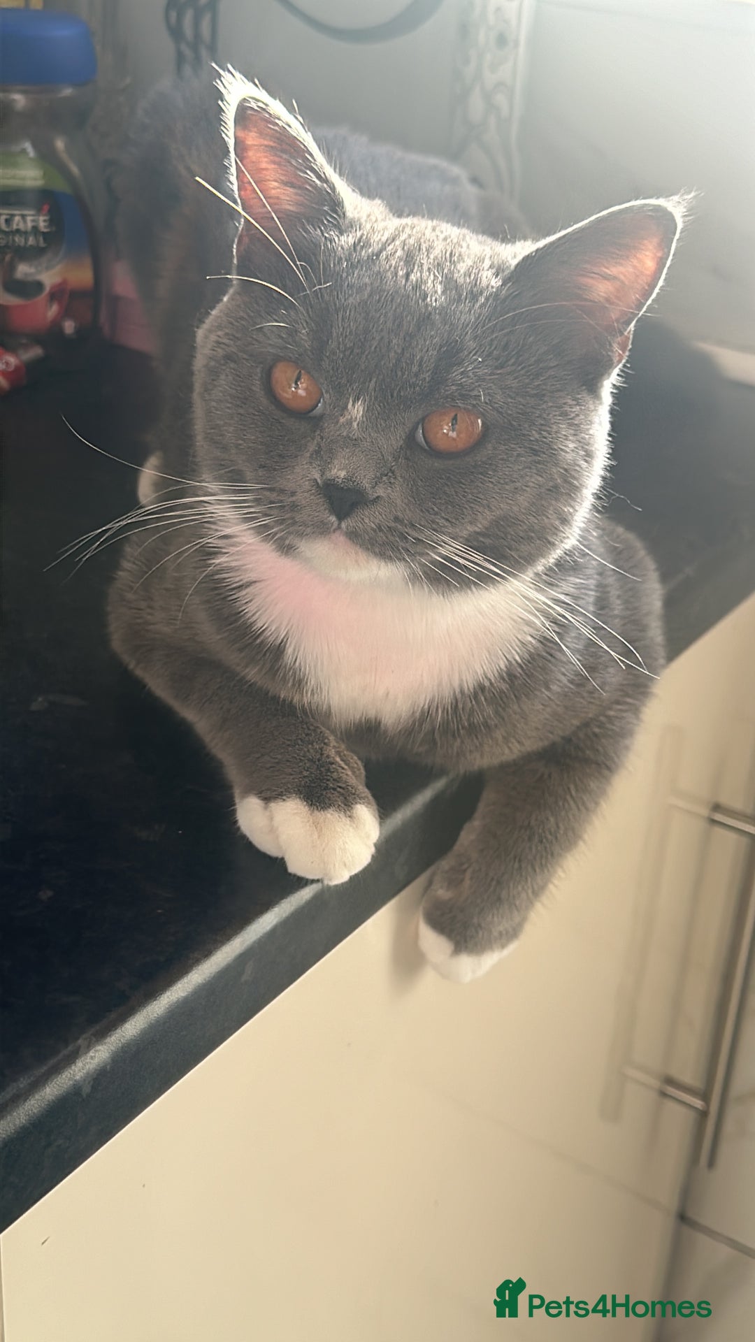 British Shorthair cats for sale: 1 year old Phoebe  - Image 2