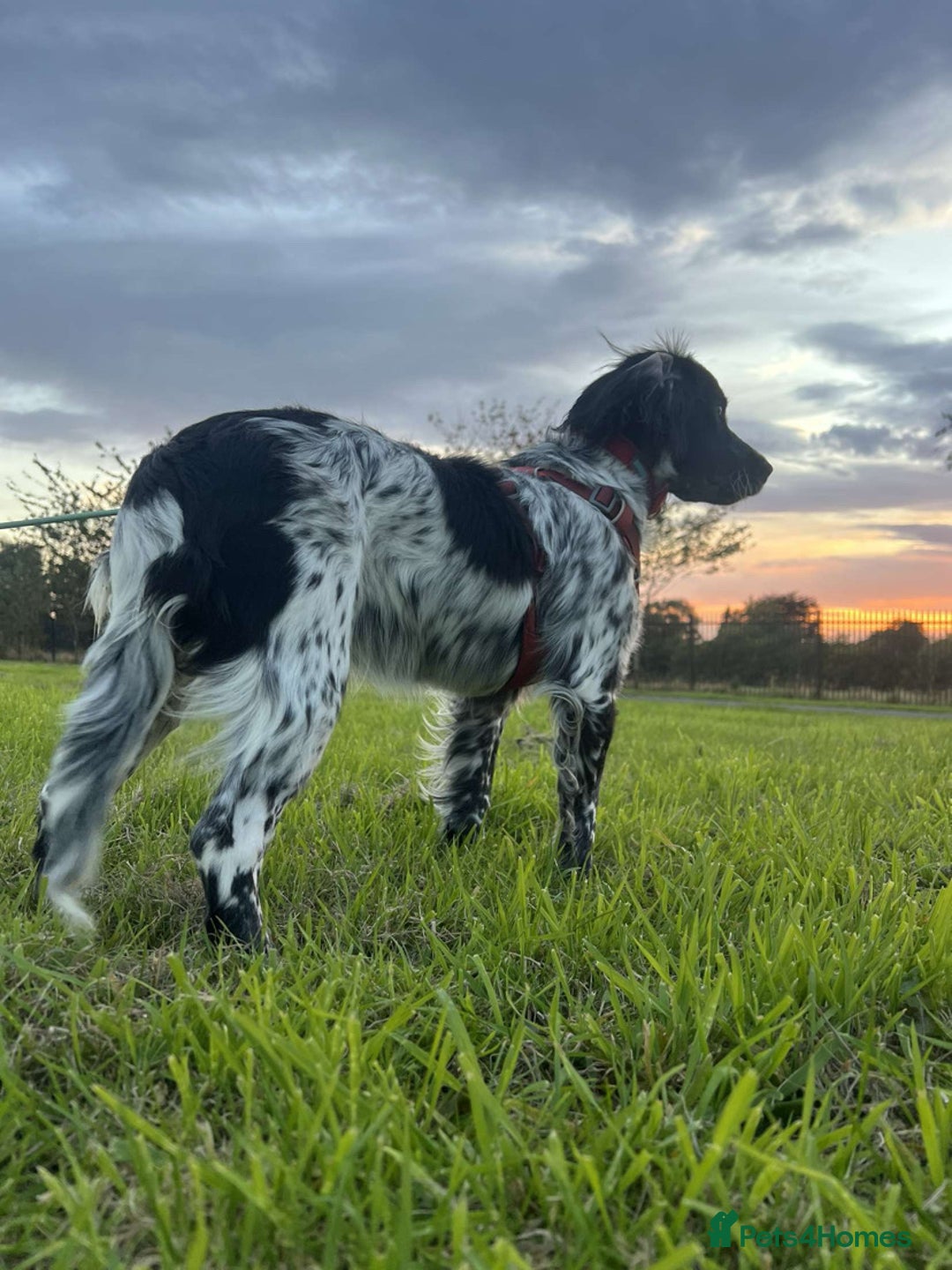 Cocker Spaniel dogs for sale: Puppies due to be born 10 November  - Image 2