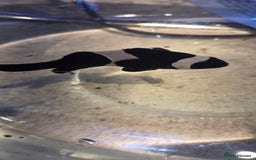 Other/Mixed Breed fish for sale: Saltwater fish tank setup  - Image 7